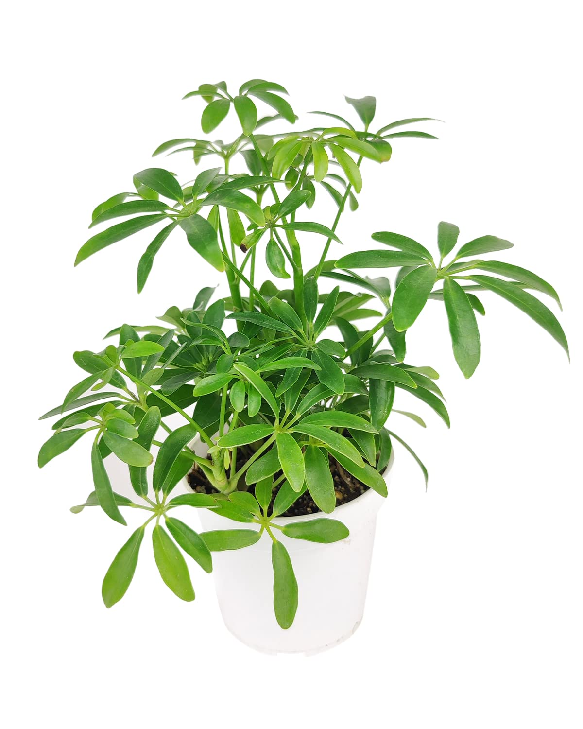 Amazon.com : Schefflera Arboricola (4